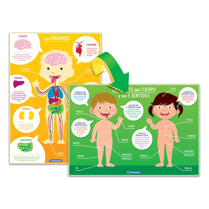 Rompecabezas el cuerpo humano